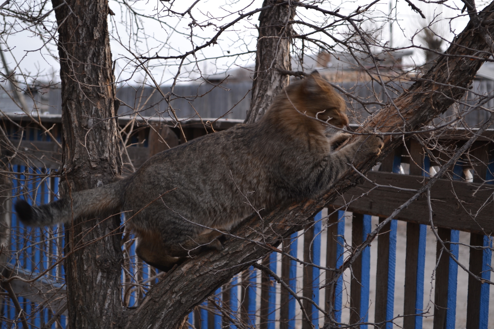 Mammal of the cat family of the carnivora order - My, cat, Pets, Claws