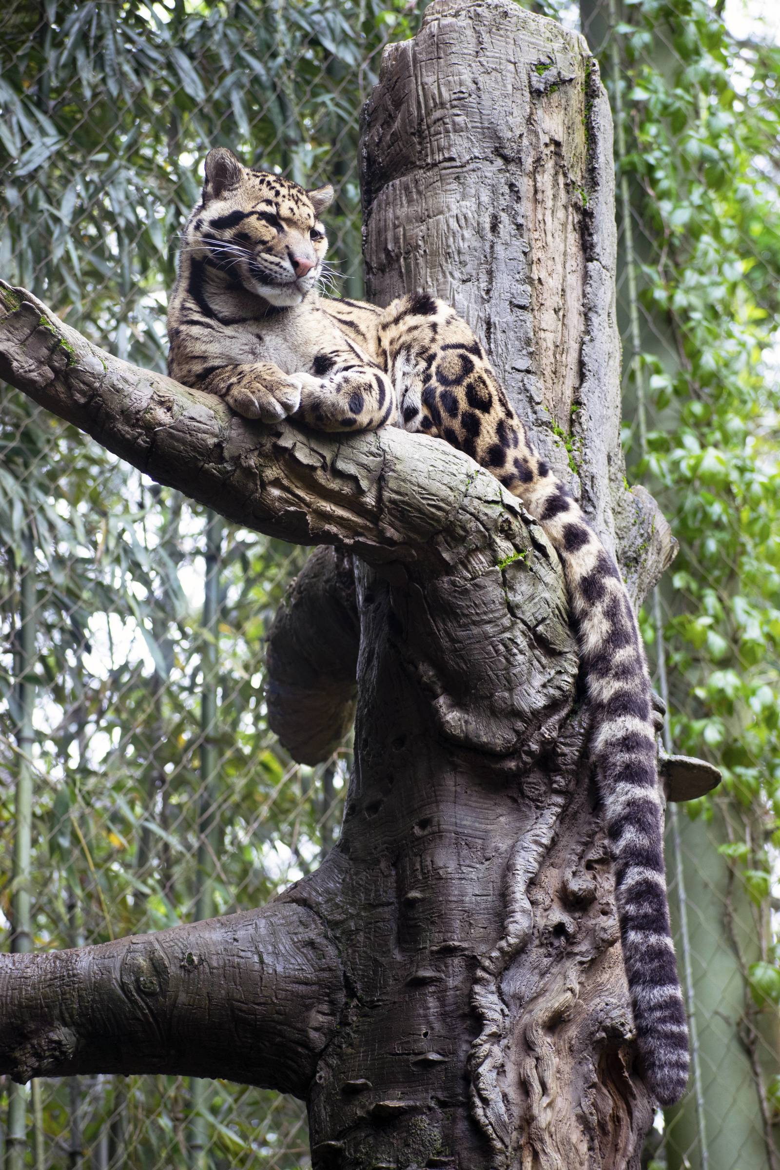 Tail... - The photo, Clouded leopard