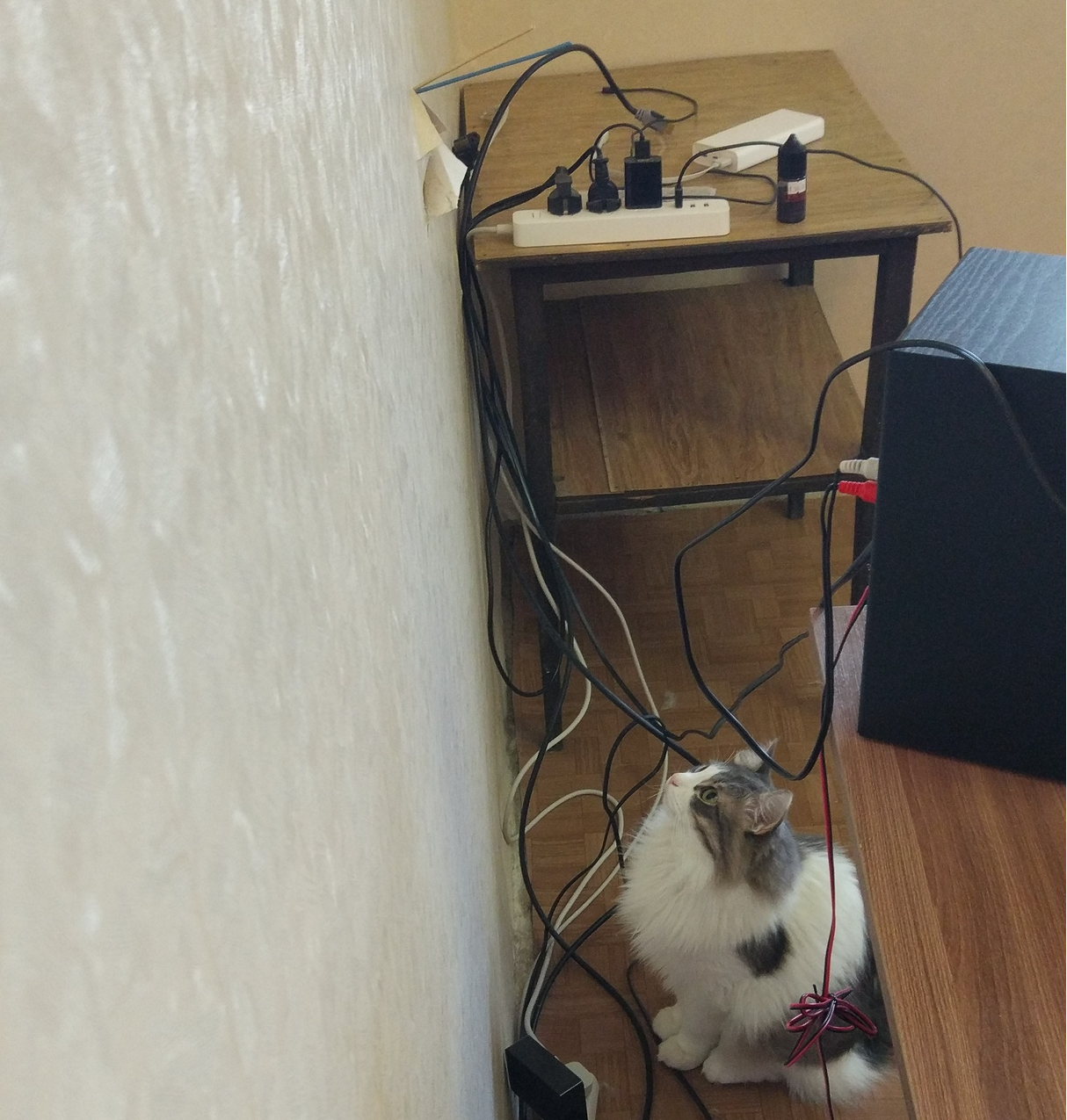 Hippolyte supervises the installation of a new outlet. - My, cat, Power socket