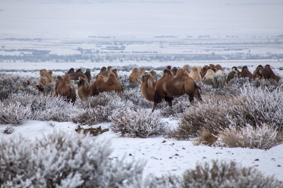 Winter at the border - Day 4 - My, Altai, Mountain Altai, Winter, Russia, Travel across Russia, Travels, Chui Valley, The mountains, Longpost, Altai Republic