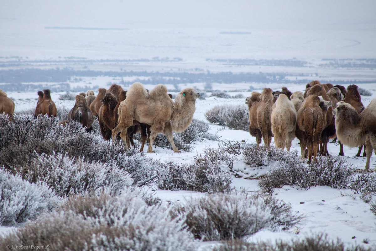 Winter at the border - Day 4 - My, Altai, Mountain Altai, Winter, Russia, Travel across Russia, Travels, Chui Valley, The mountains, Longpost, Altai Republic