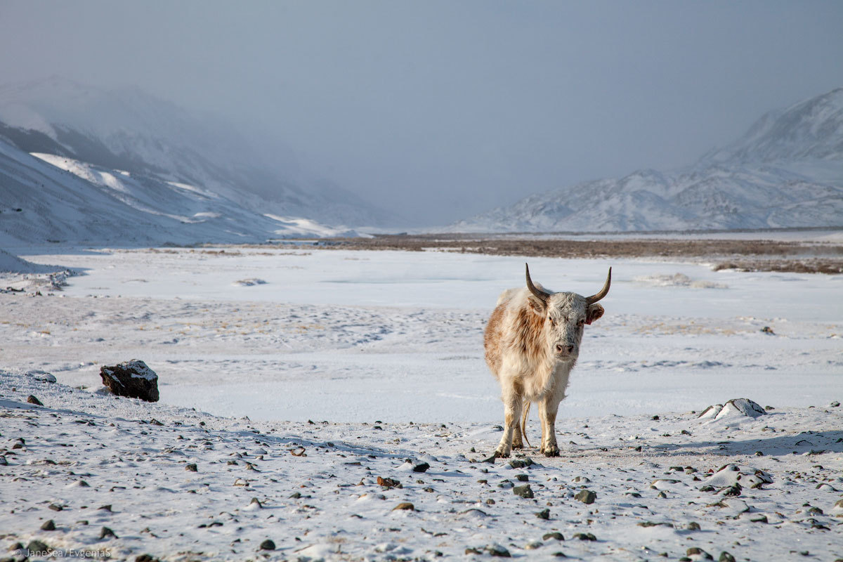 Winter at the border - Day 4 - My, Altai, Mountain Altai, Winter, Russia, Travel across Russia, Travels, Chui Valley, The mountains, Longpost, Altai Republic