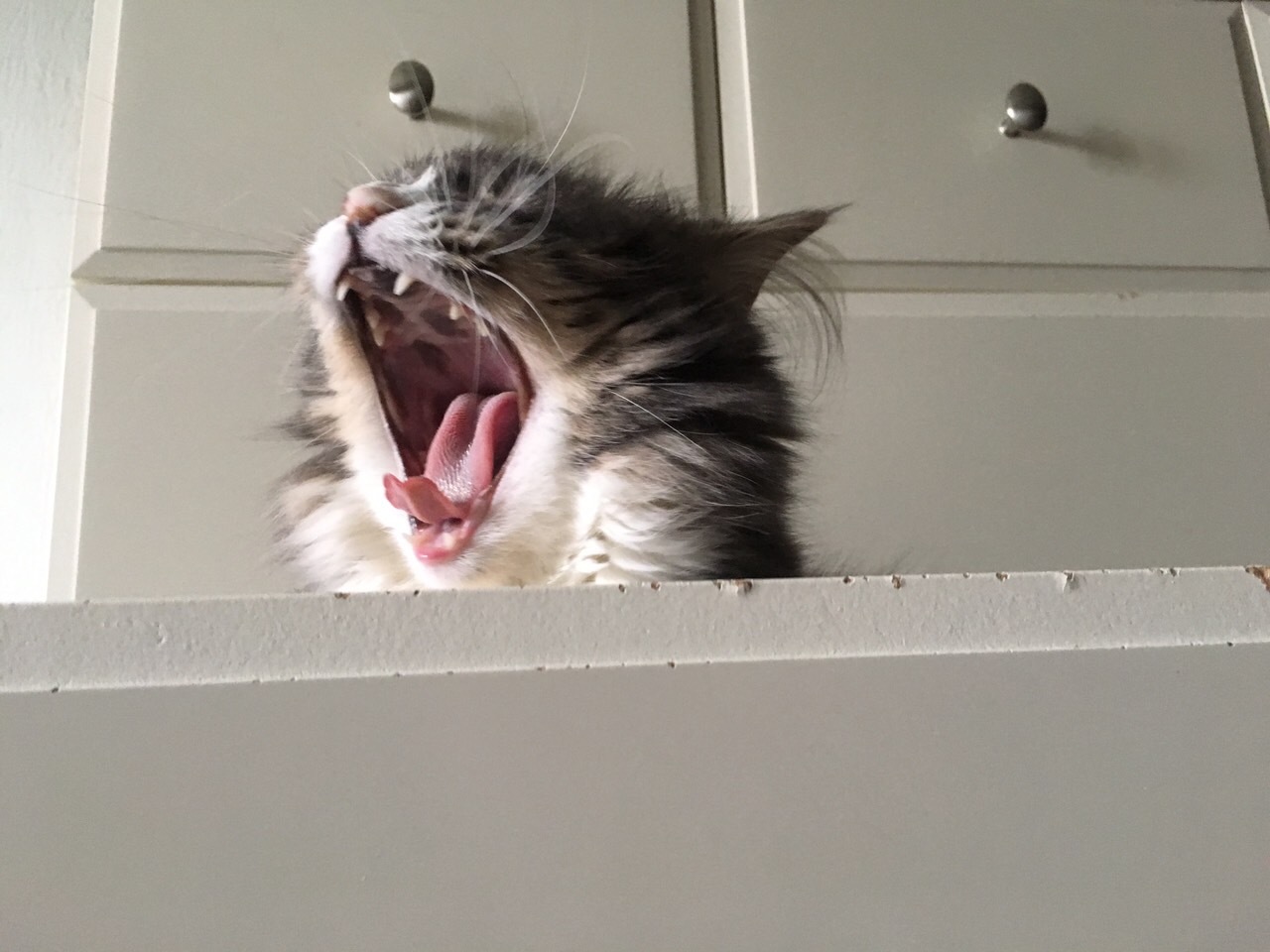 Cotzilla - My, cat, Yawn