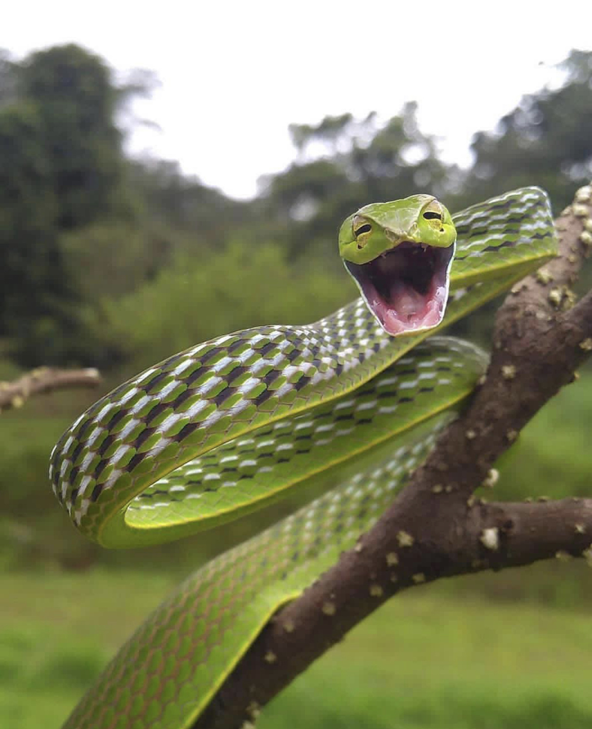 You are funny...... - Snake, Emotions