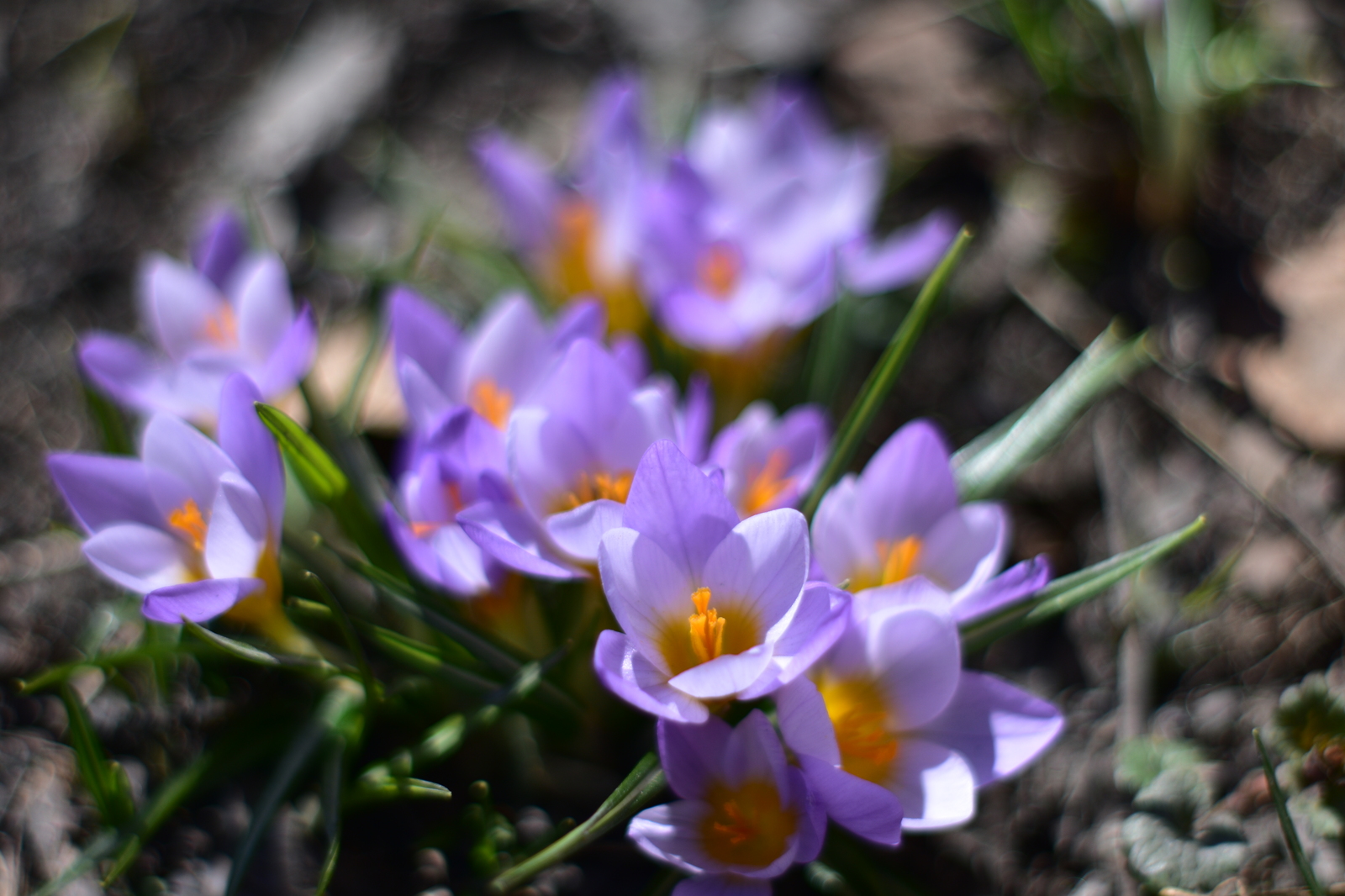 Primroses - My, Flowers, Spring, Nikon d3400, Yongnuo 50mm, Beginning photographer, Longpost