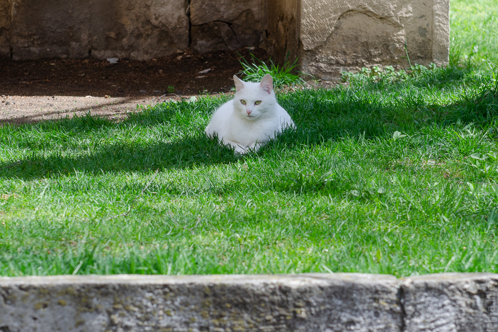 Four Kote Tour - My, Catomafia, Beginning photographer, Pyatigorsk, Essentuki, Zheleznogorsk, Kislovodsk, Longpost, cat