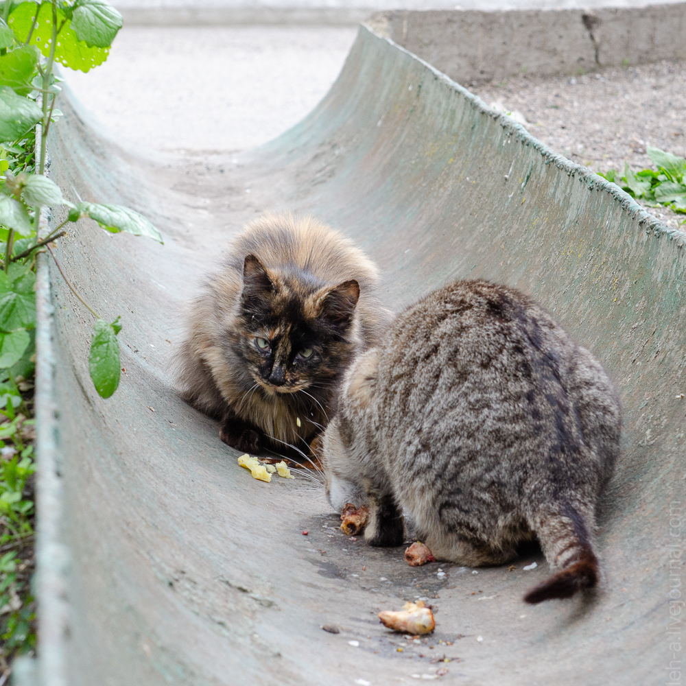 Four Kote Tour - My, Catomafia, Beginning photographer, Pyatigorsk, Essentuki, Zheleznogorsk, Kislovodsk, Longpost, cat