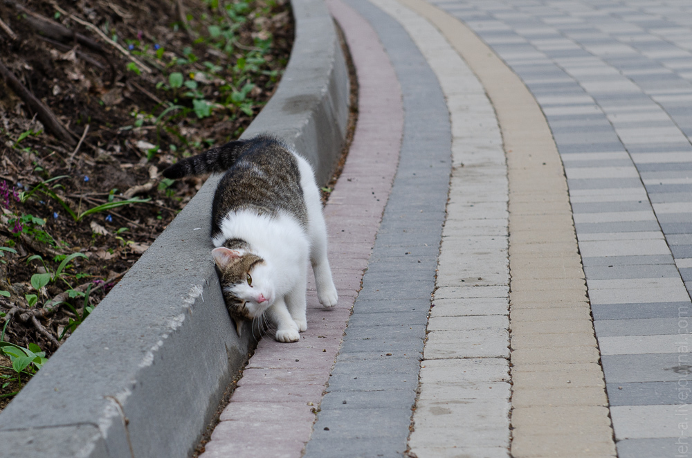 Four Kote Tour - My, Catomafia, Beginning photographer, Pyatigorsk, Essentuki, Zheleznogorsk, Kislovodsk, Longpost, cat