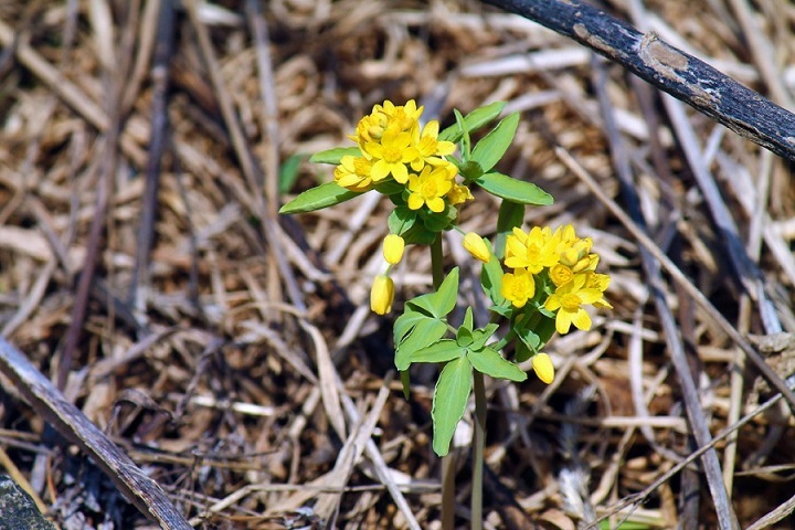 Spring flowers of my small Motherland - My, Spring, Wildflowers, Longpost