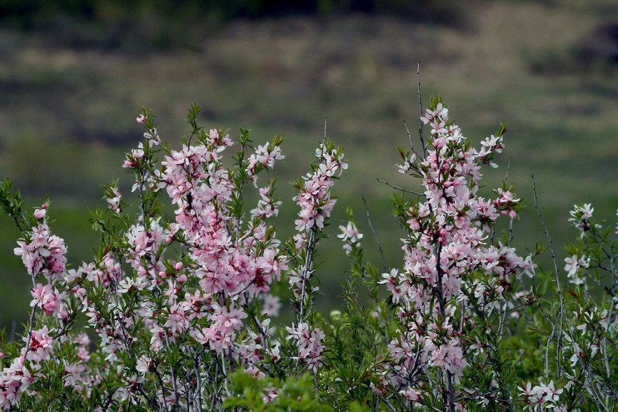 Spring flowers of my small Motherland - My, Spring, Wildflowers, Longpost