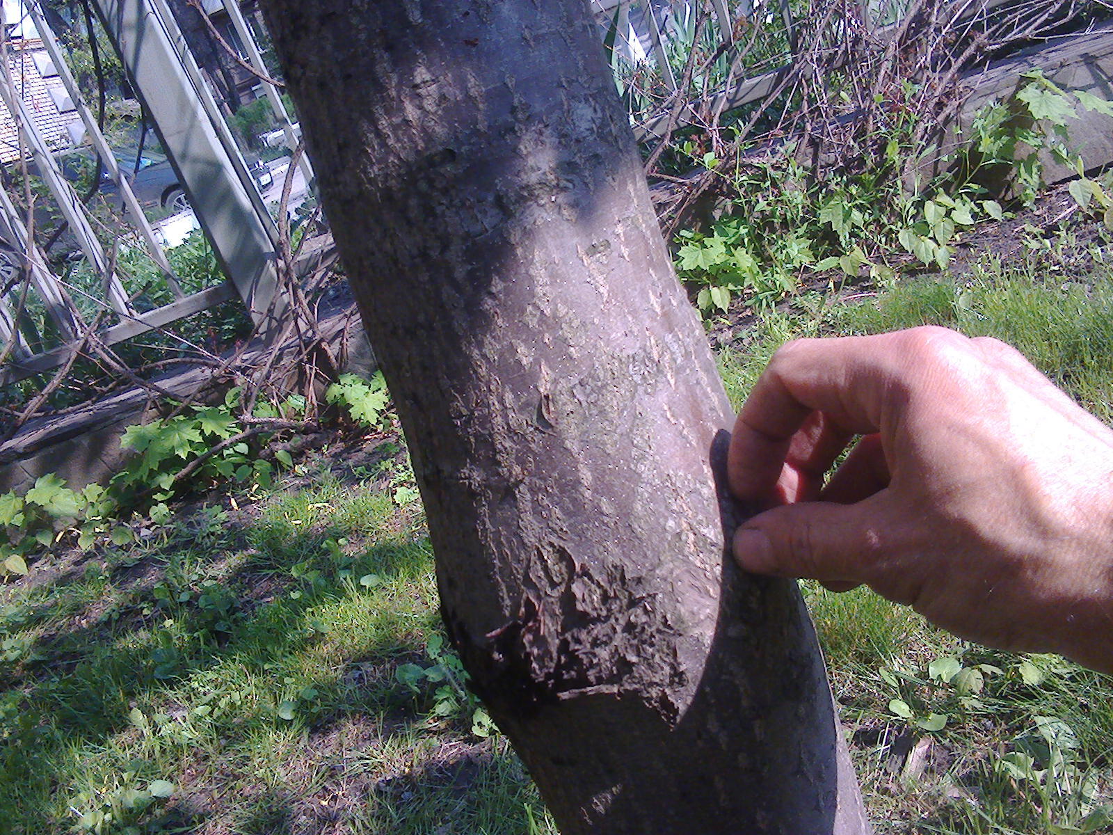 As I did an injection of mountain ash .. The result is after 10 years. - My, Rowan, The photo