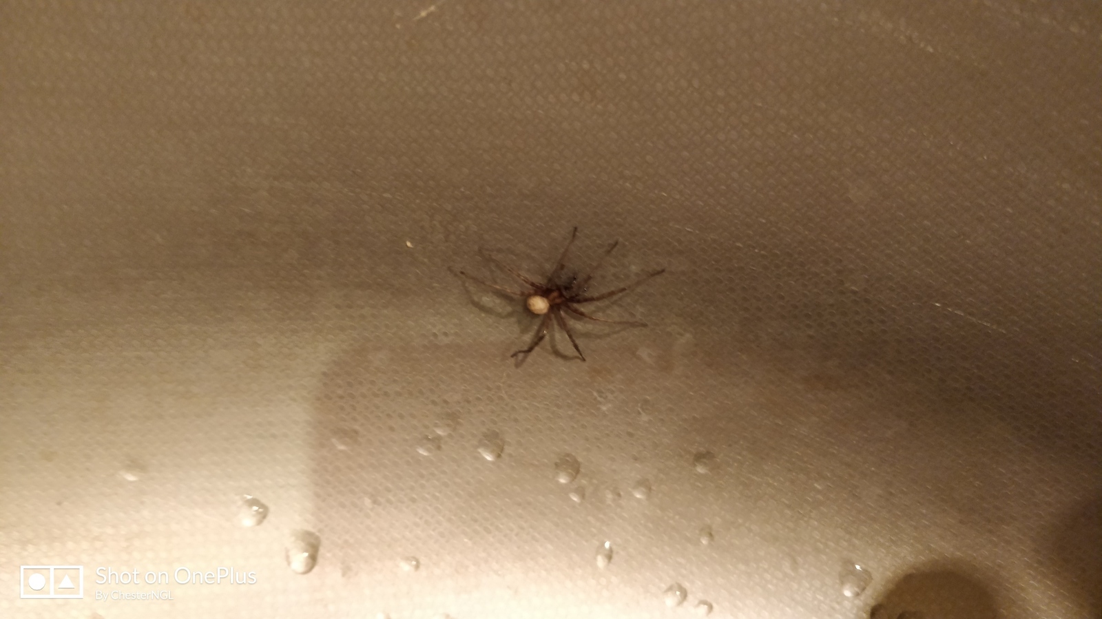 паук в мойке на кухне примета