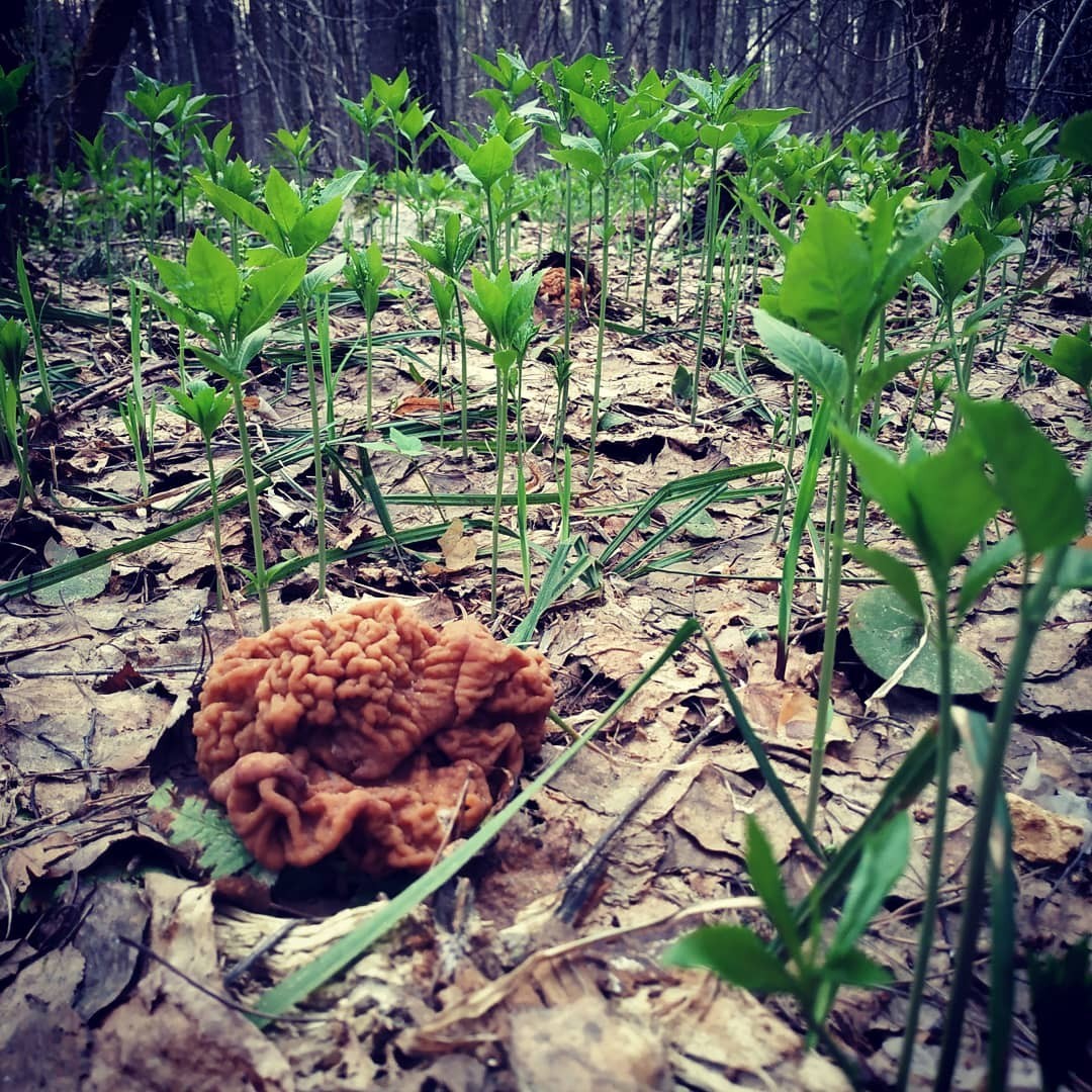 Spring mushroom 2019 - My, Mushrooms, Mushroom season, Mushroom pickers, Stitch, Video, Longpost