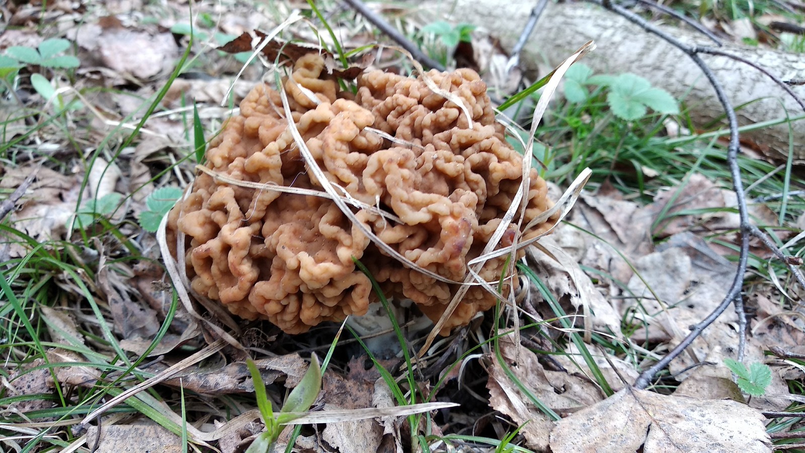 First mushrooms - My, Mushrooms, Spring