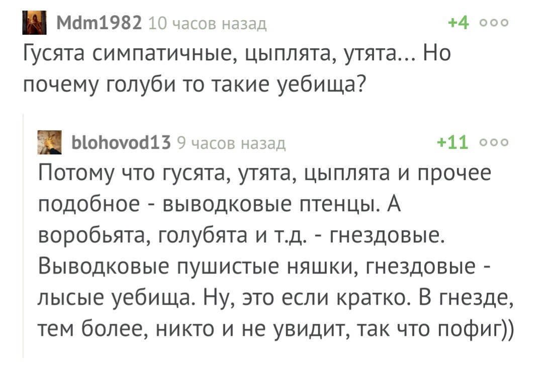 Понятно? - Комментарии, Голубь, Гусь, Птицы, Комментарии на Пикабу, Пикабу, Скриншот, Мат