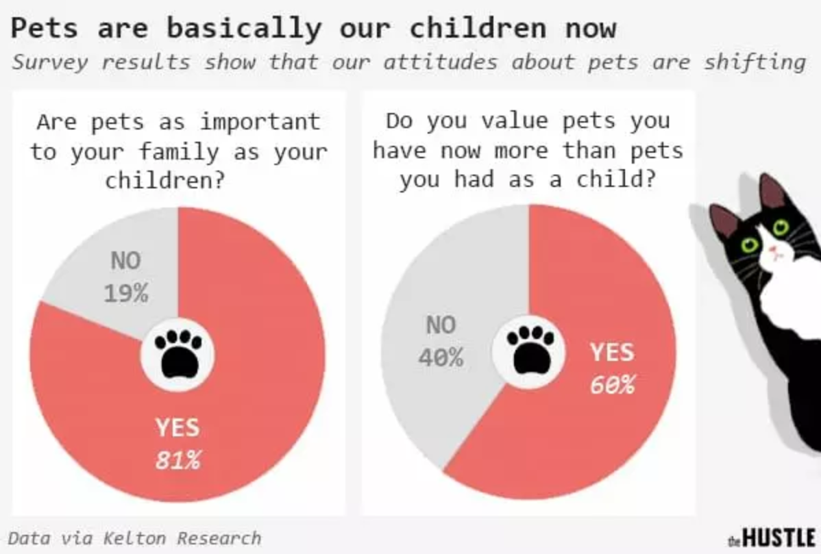 81% of US pet owners say they value their pets as much as they value their children - news, USA, America, Society, People, Screenshot