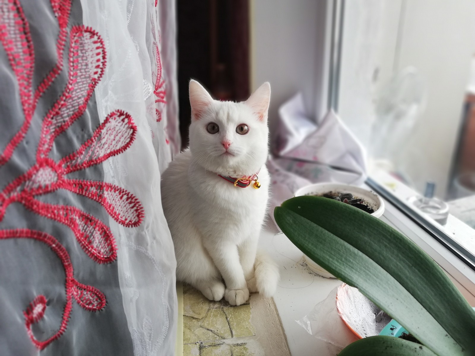 белые кошки глухие почему
