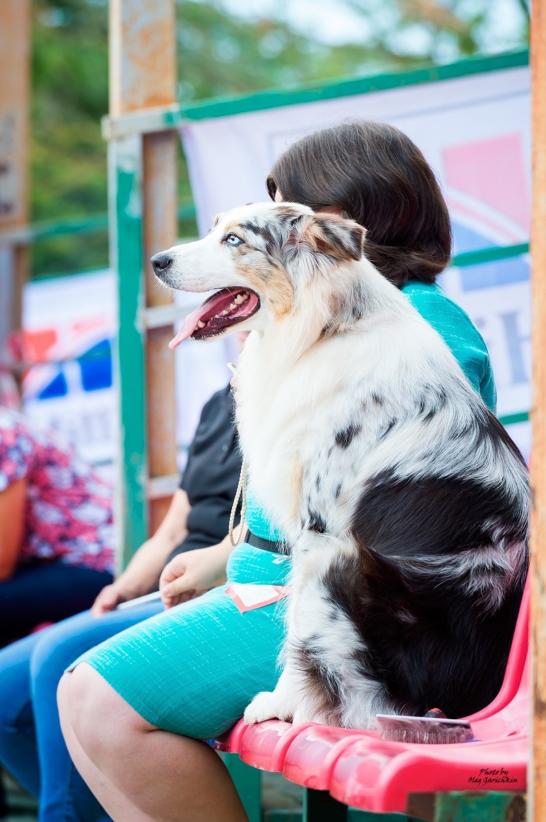 I continue to publish reportage pictures from dog shows that took place in the South of Russia in 2018, pleasant viewing))) - My, Dog, Dogs and people, Dog show, Dog days, Dog lovers, Longpost