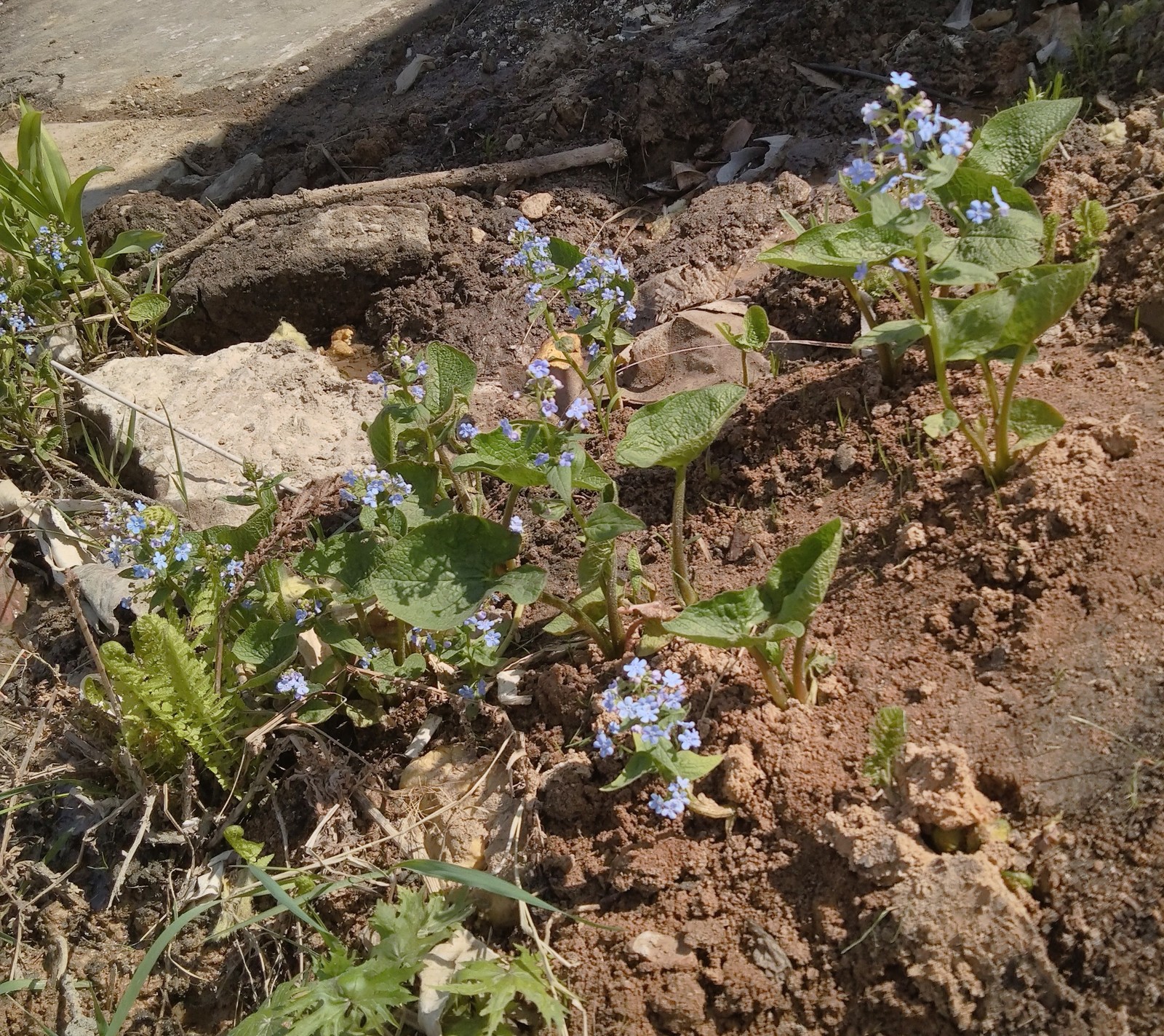 Primroses. - My, Spring, Подмосковье, Longpost