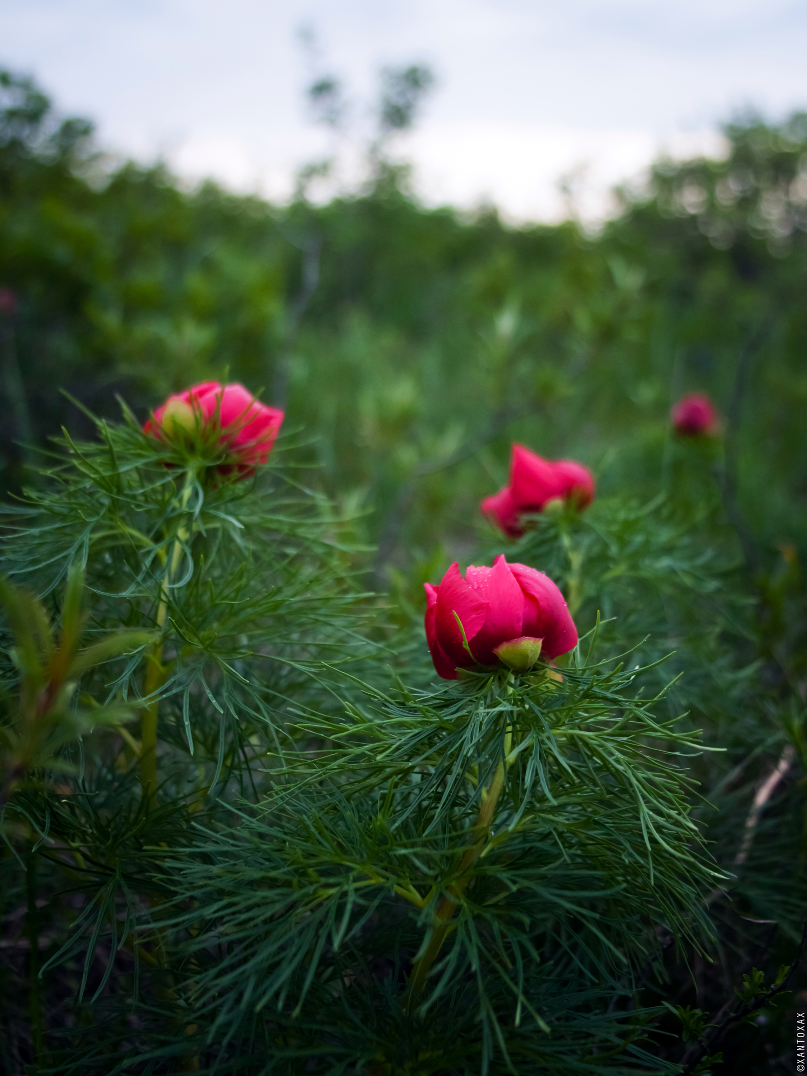 Angustifolia peony on Mount Lysoy, Stavropol Territory - My, Flowers, Peonies, Nature, The mountains, Longpost