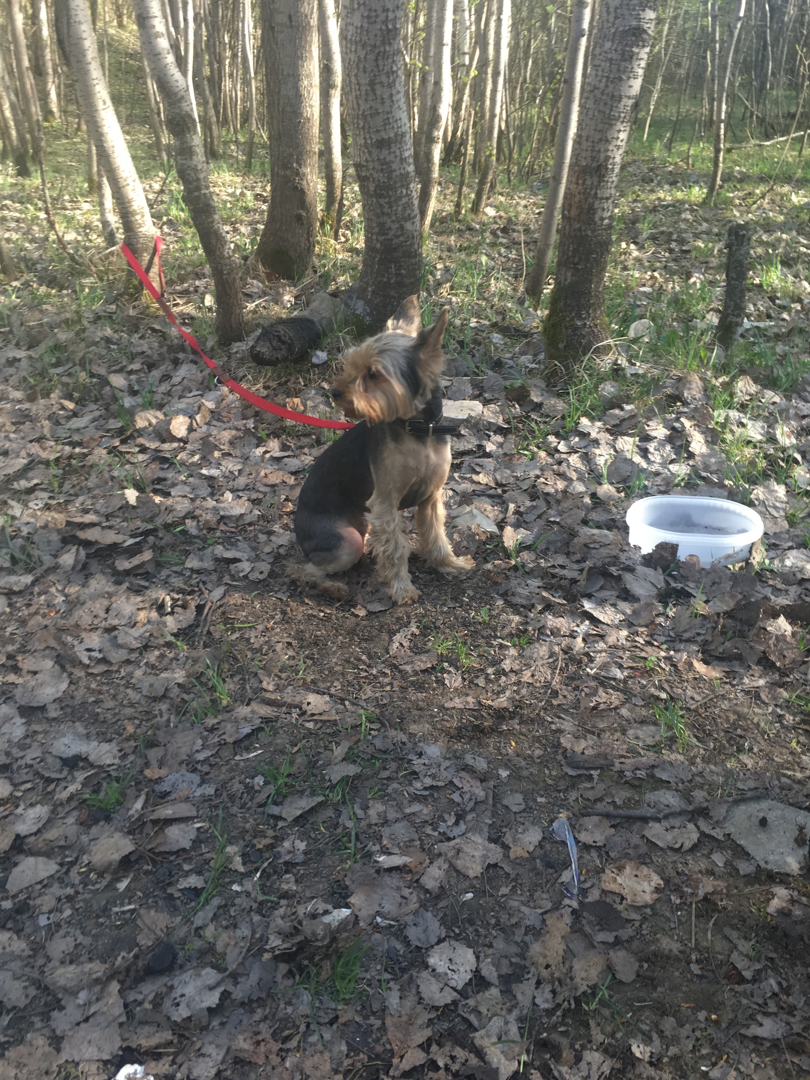 Help find the owner! - My, Help, Found a dog, Bitsevsky Park, Longpost, Dog, No rating, Moscow, Helping animals