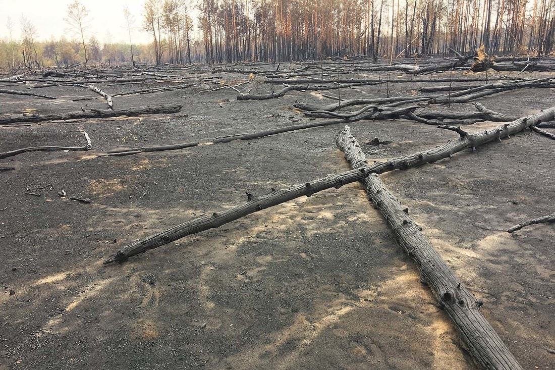 Forest after a 6-day fire - Fire, Forest, Republic of Belarus, Longpost