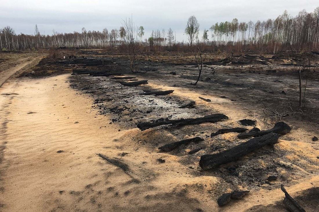 Forest after a 6-day fire - Fire, Forest, Republic of Belarus, Longpost