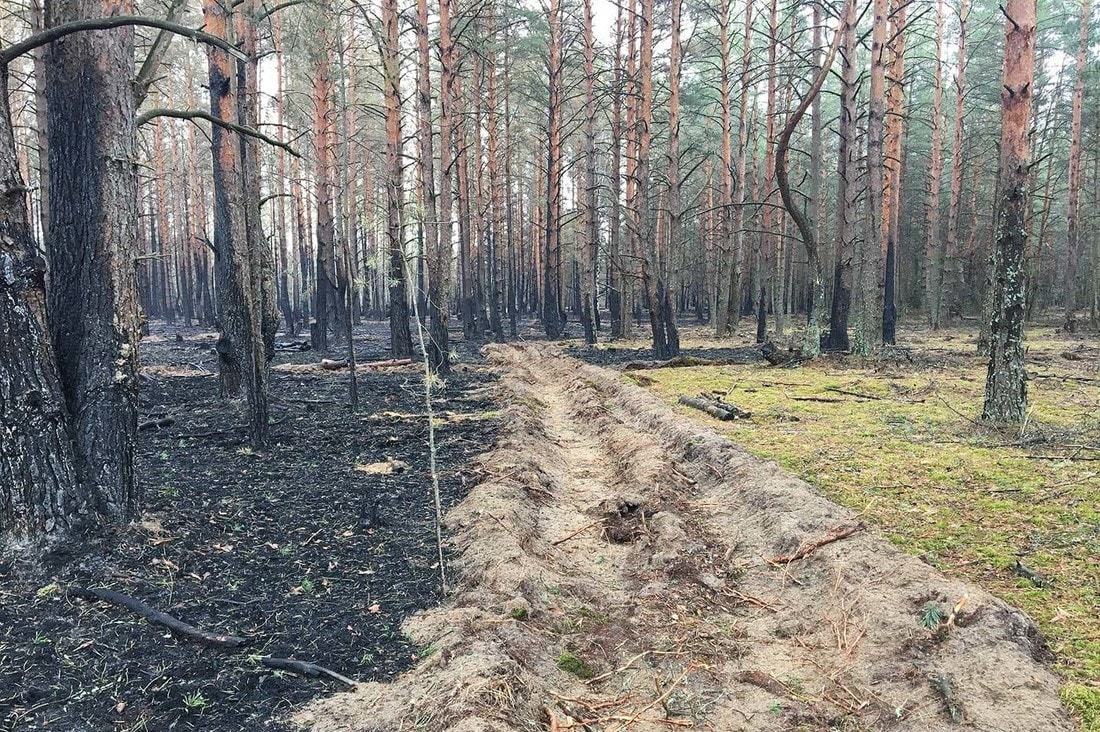 Forest after a 6-day fire - Fire, Forest, Republic of Belarus, Longpost