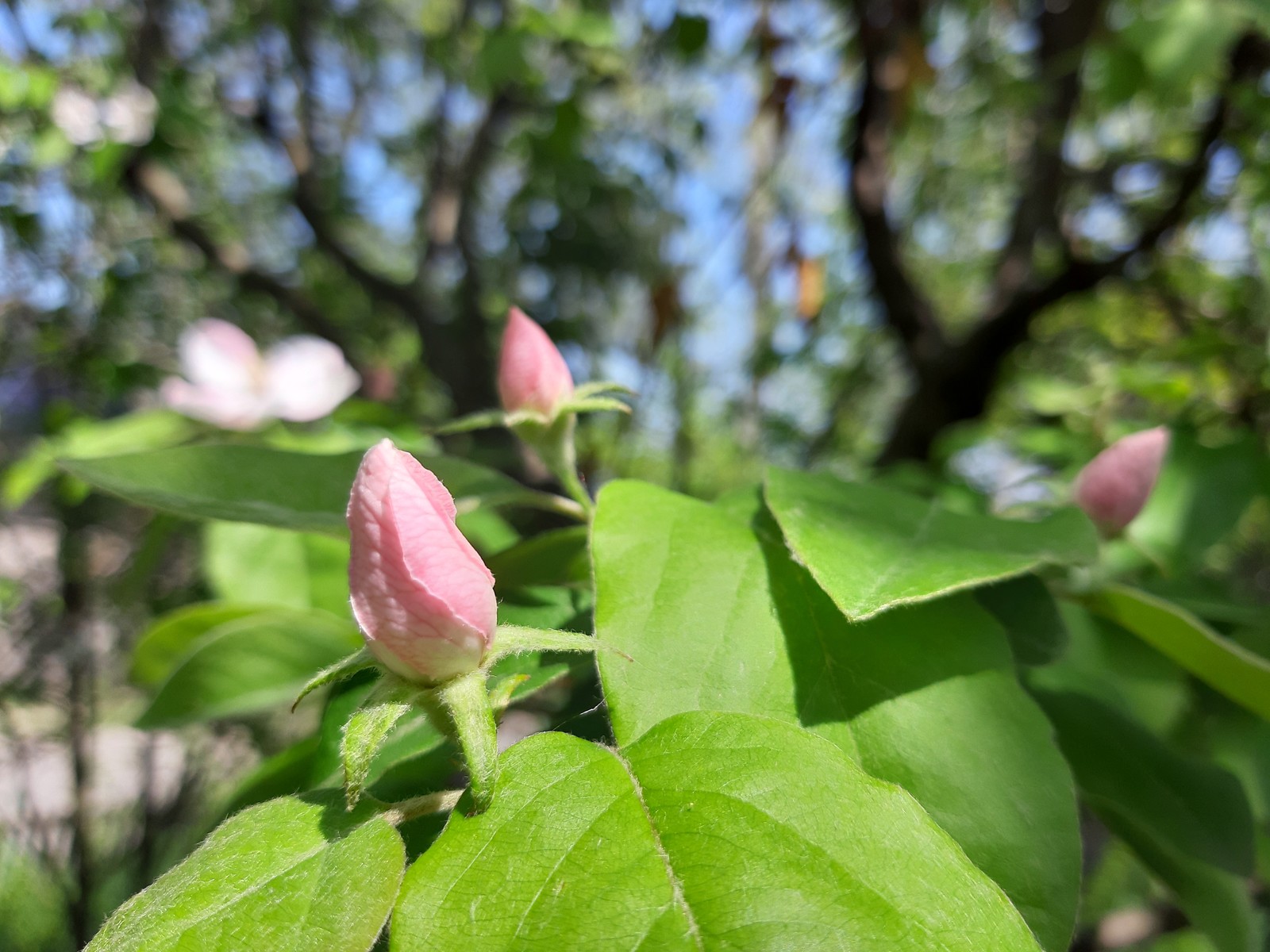 Quince blossomed - My, Quince, Bloom, Spring, Petals, Longpost