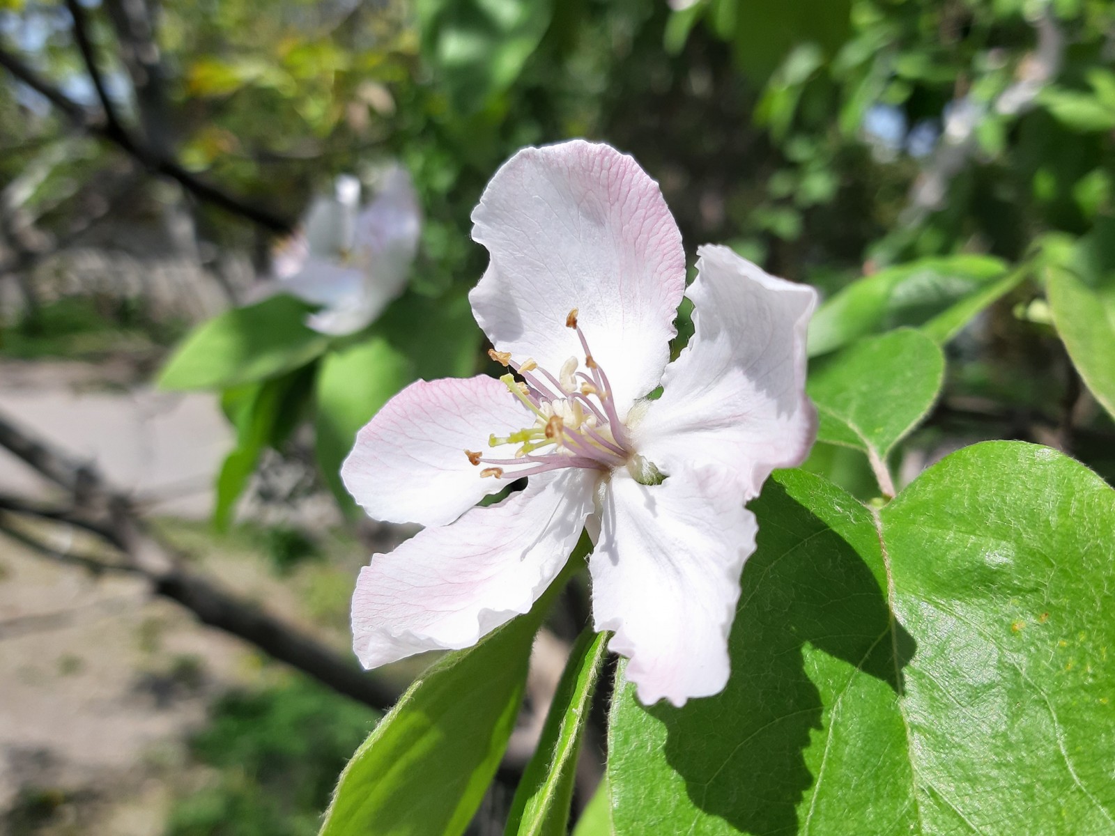 Quince blossomed - My, Quince, Bloom, Spring, Petals, Longpost