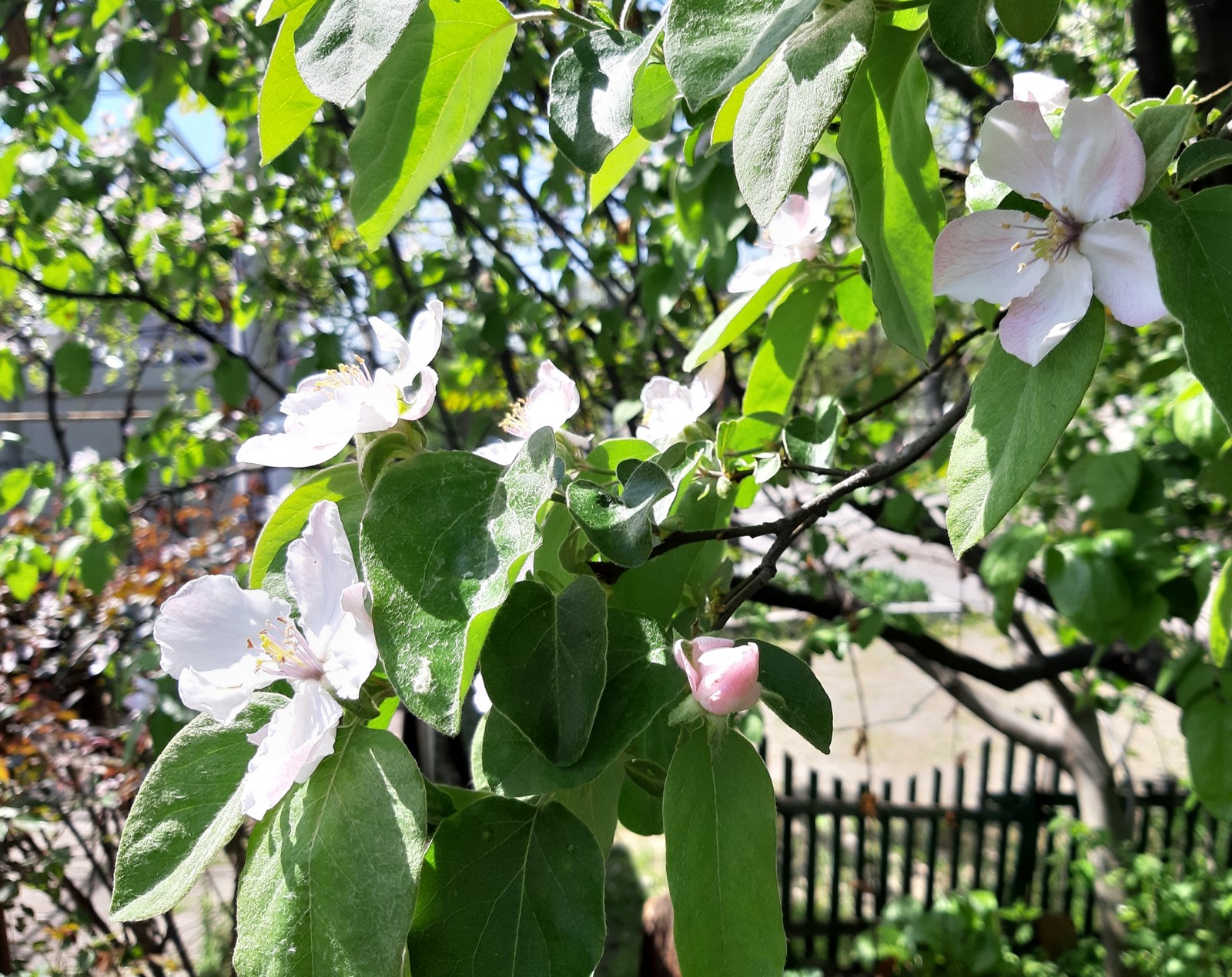 Quince blossomed - My, Quince, Bloom, Spring, Petals, Longpost