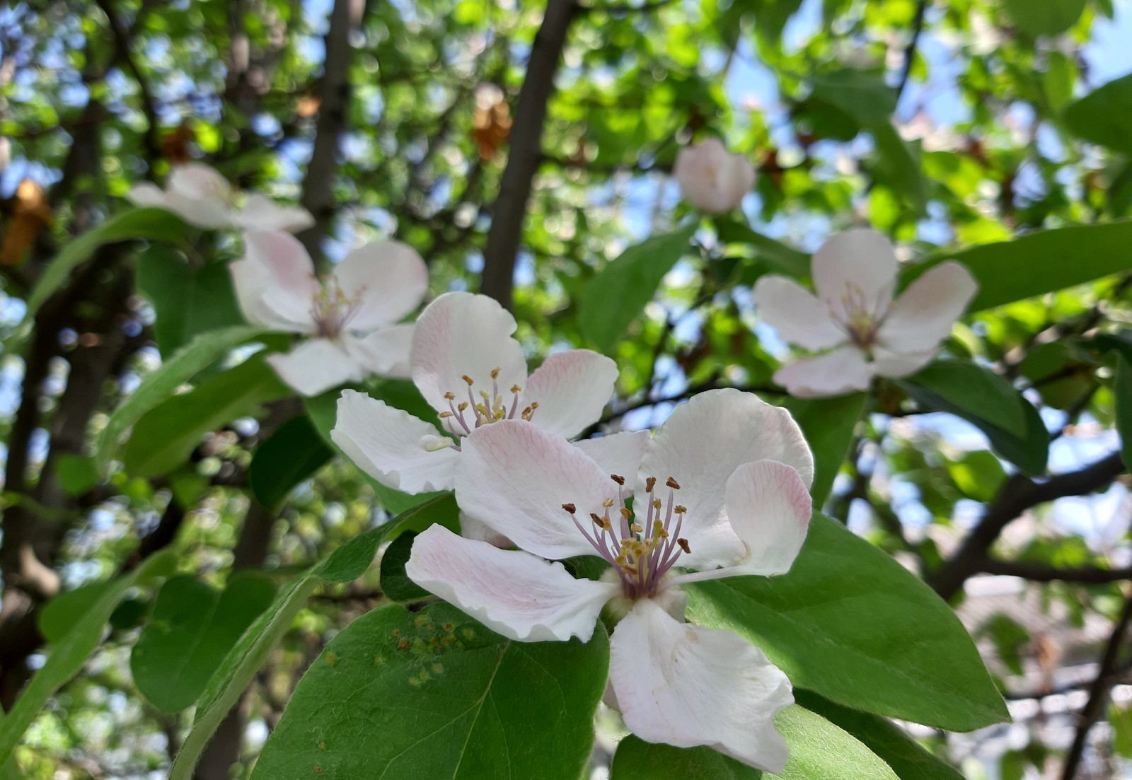 Quince blossomed - My, Quince, Bloom, Spring, Petals, Longpost