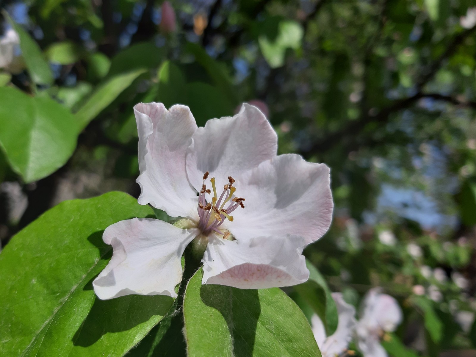 Quince blossomed - My, Quince, Bloom, Spring, Petals, Longpost