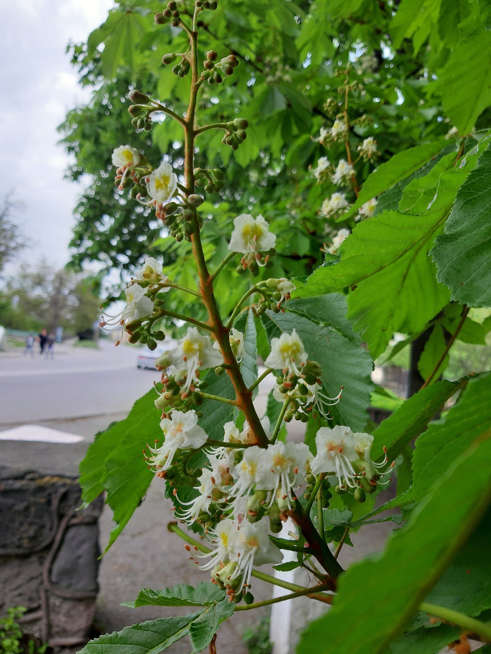 chestnut blossoms - My, Chestnut, Bloom, Spring, Longpost