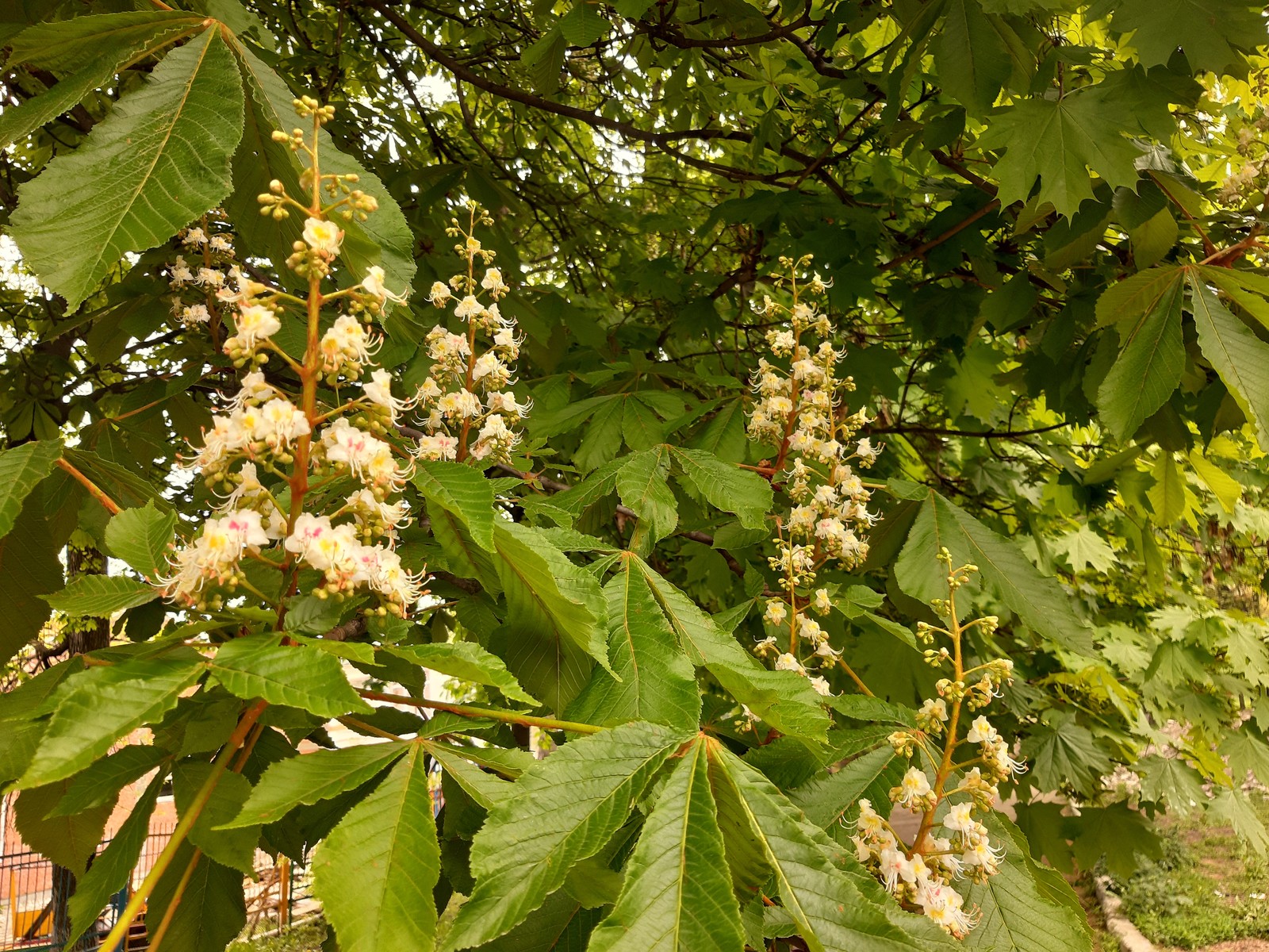 chestnut blossoms - My, Chestnut, Bloom, Spring, Longpost