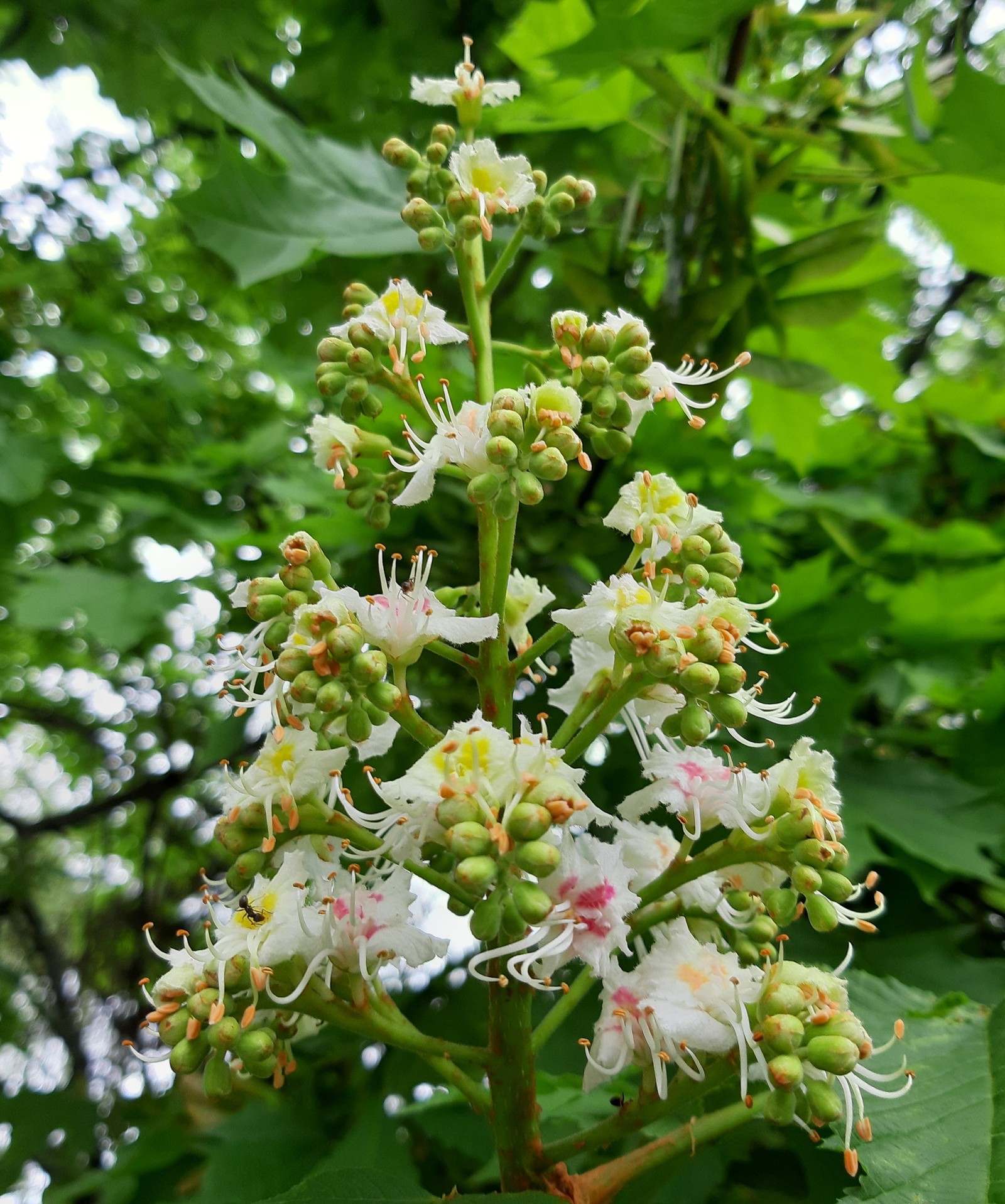 chestnut blossoms - My, Chestnut, Bloom, Spring, Longpost