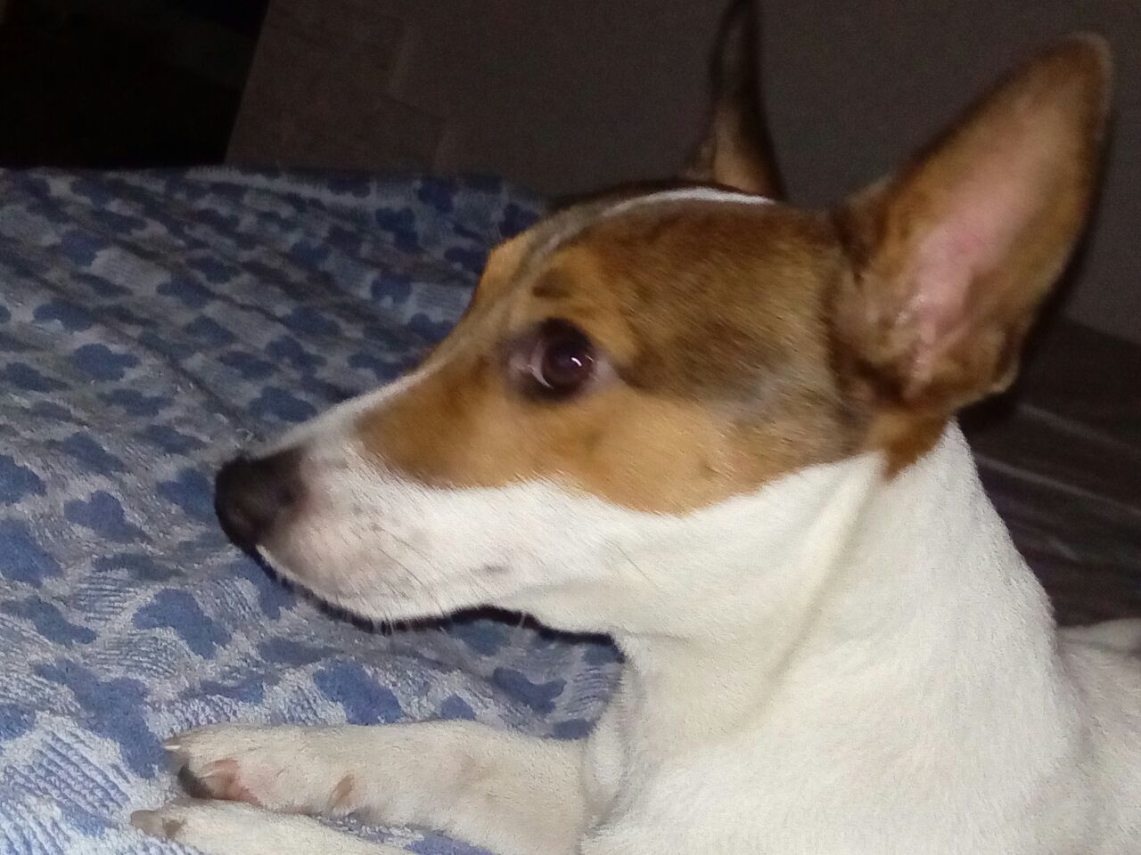 Lost Jack Russell on the street. stavrapolskaya, 56, copr.2 - My, Dog, The dog is missing, Jack Russell Terrier, No rating