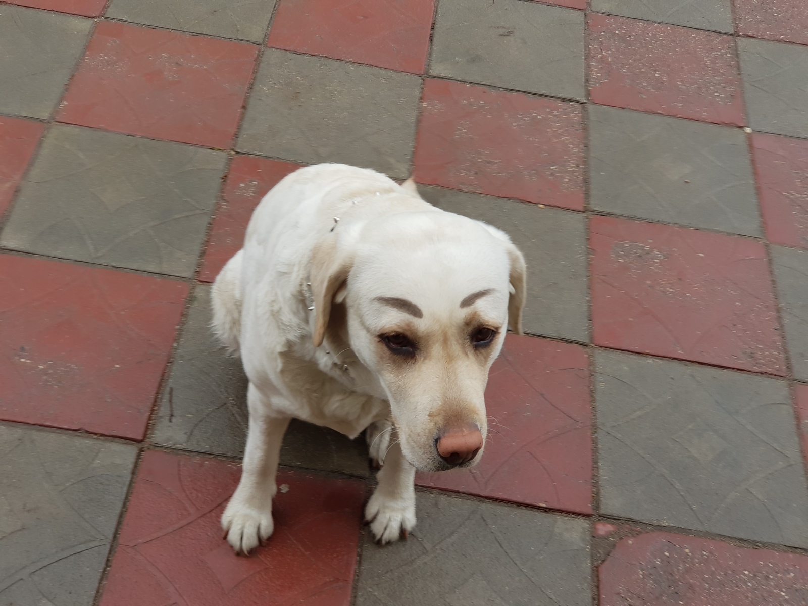 EyebrowDog - My, Dog, Brows, Labrador, Sight, Longpost