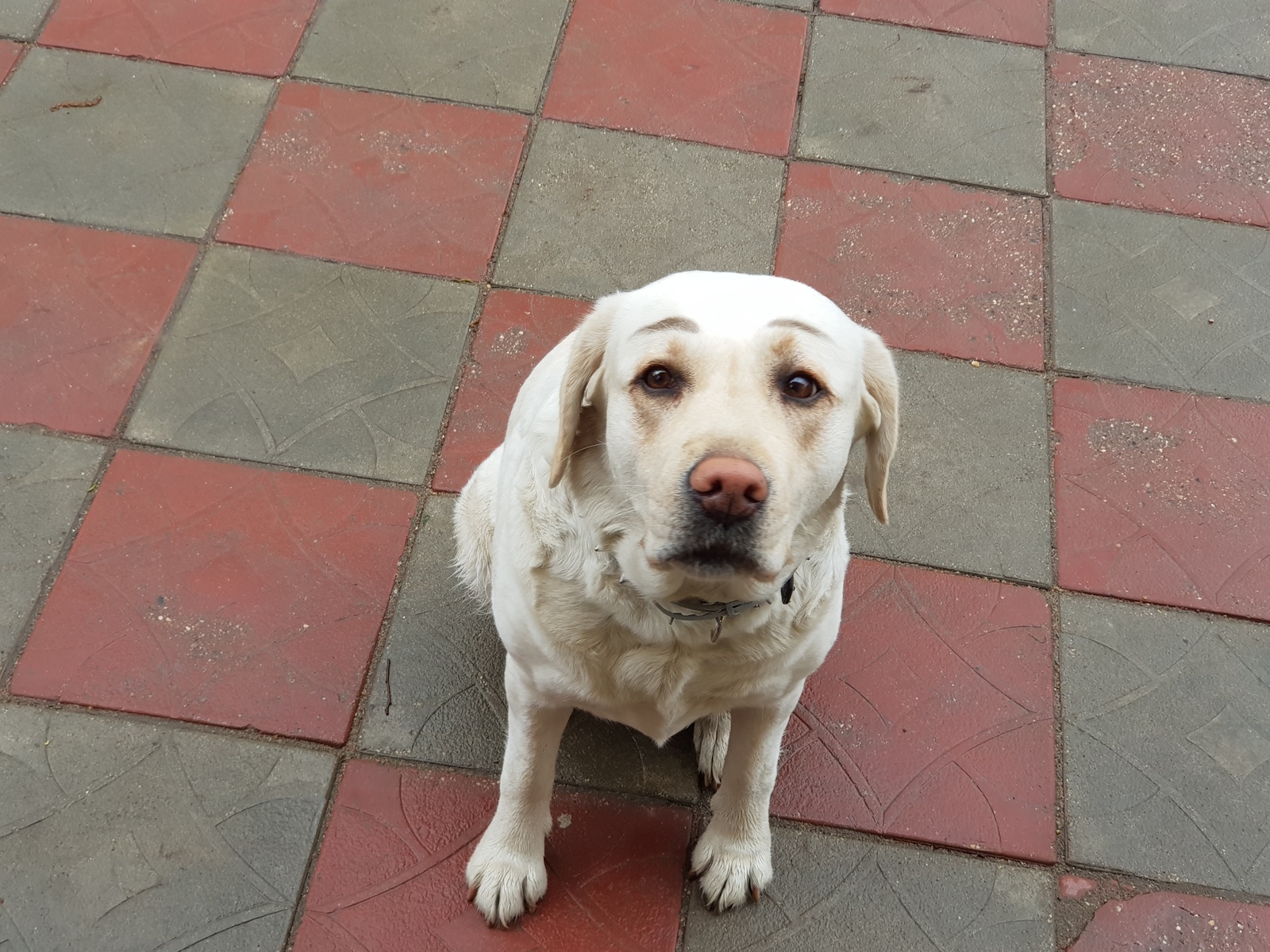 EyebrowDog - My, Dog, Brows, Labrador, Sight, Longpost