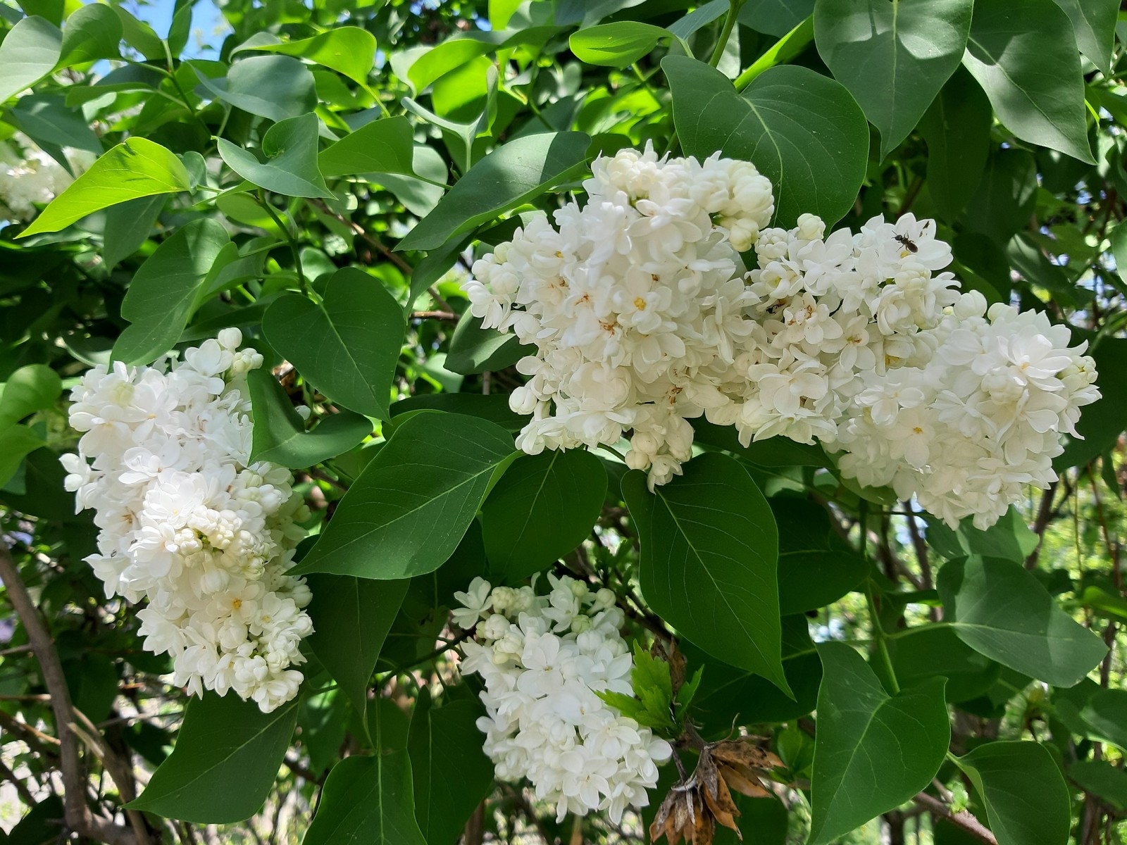 White wonder of nature - My, Lilac, Bloom, Spring, Longpost