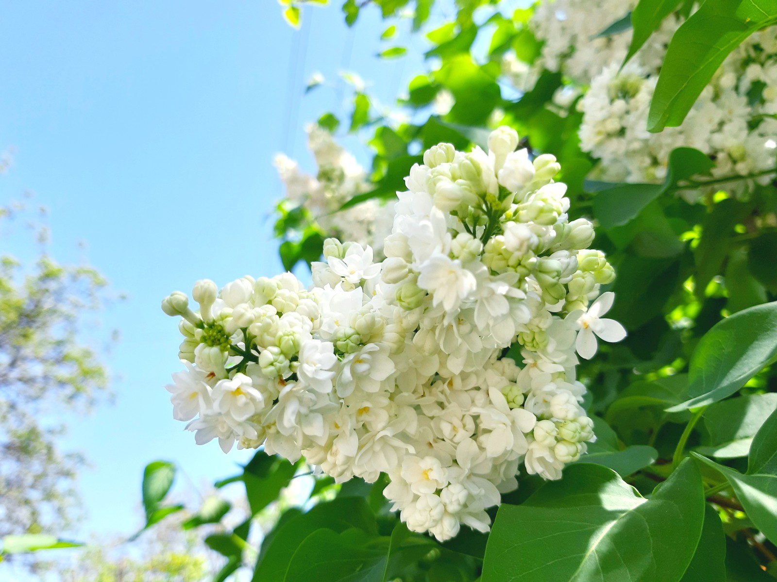 White wonder of nature - My, Lilac, Bloom, Spring, Longpost