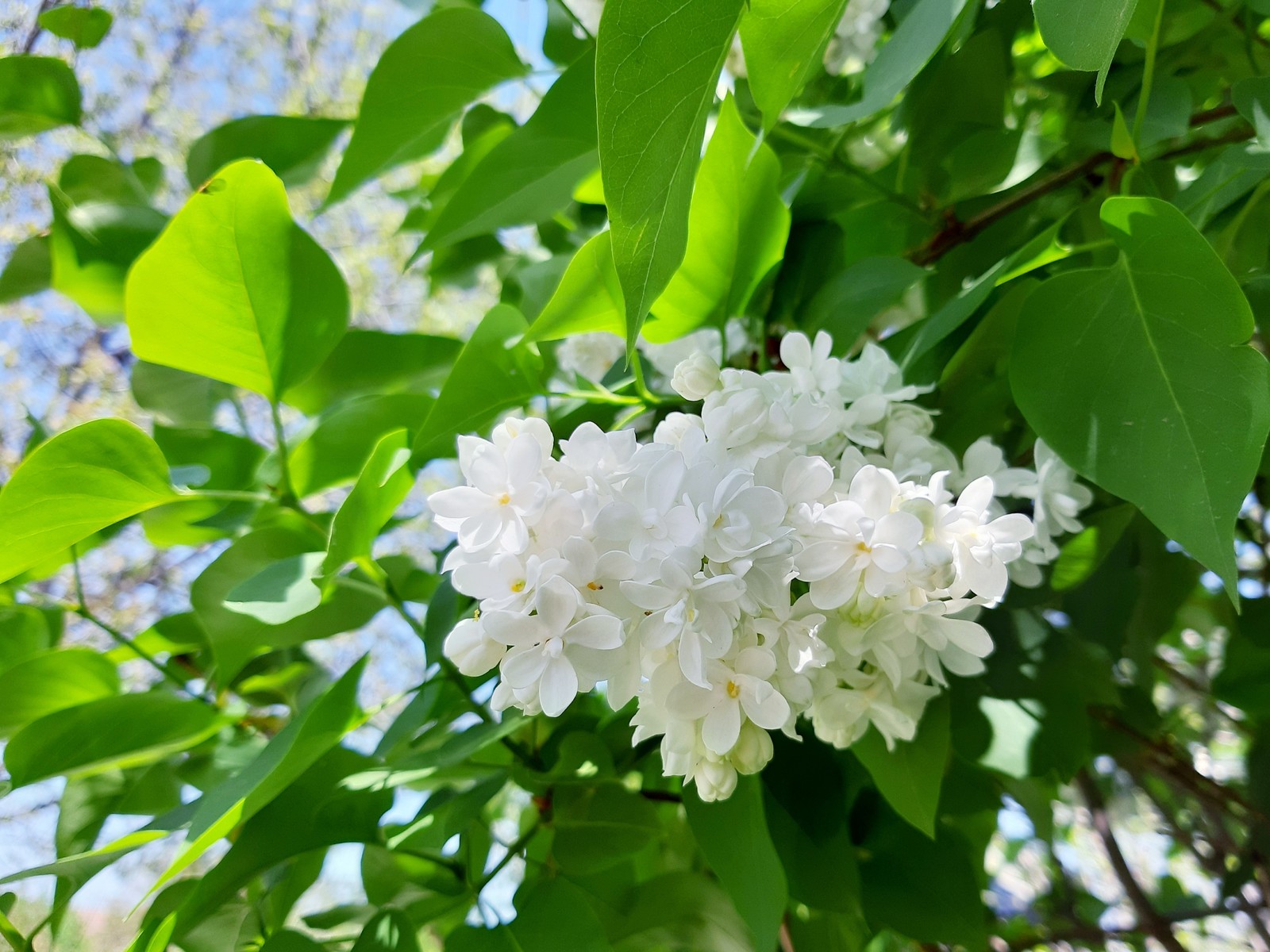 White wonder of nature - My, Lilac, Bloom, Spring, Longpost