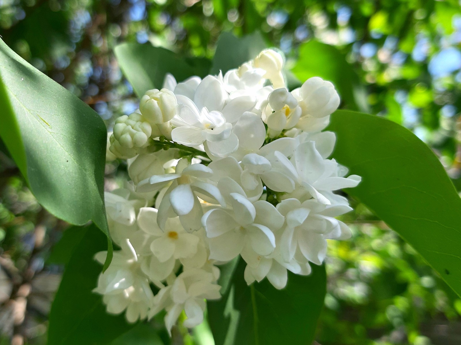 White wonder of nature - My, Lilac, Bloom, Spring, Longpost