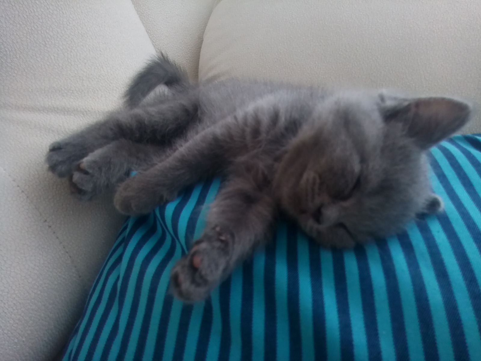 Котенок спит | Пикабу
