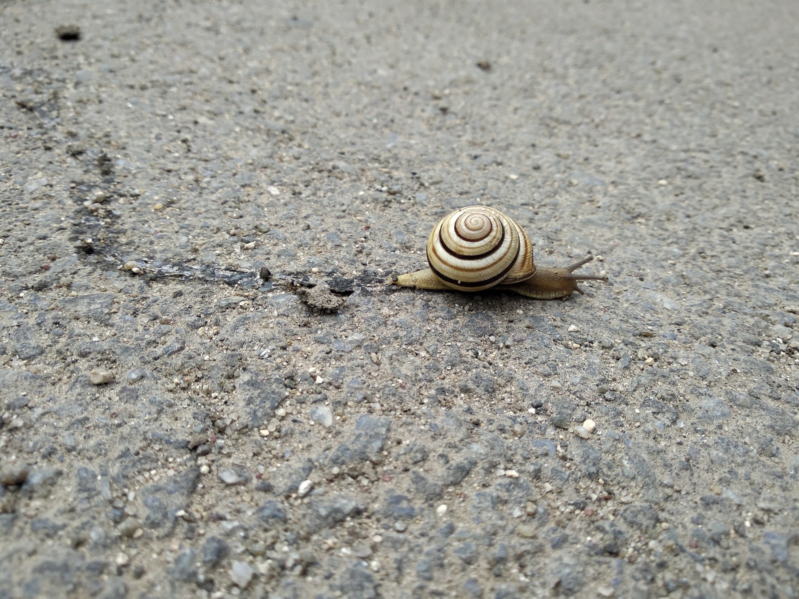 Just a snail going about its business - My, Snail, Road, Nature