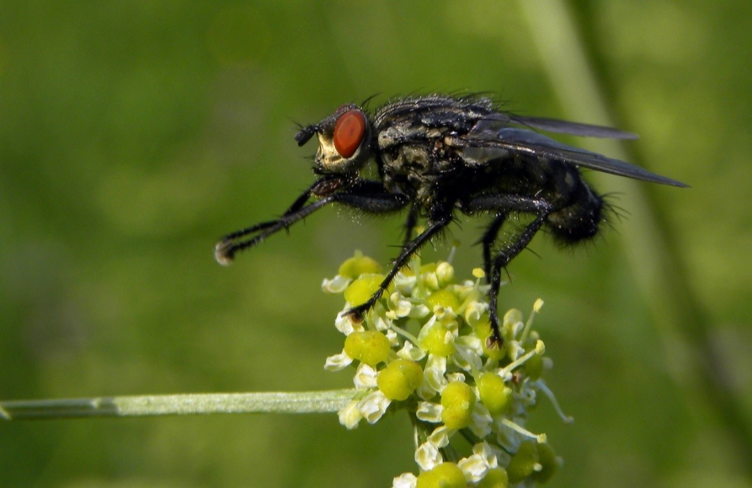 Aaaaah, stop the fly! - My, Муха, Irritation