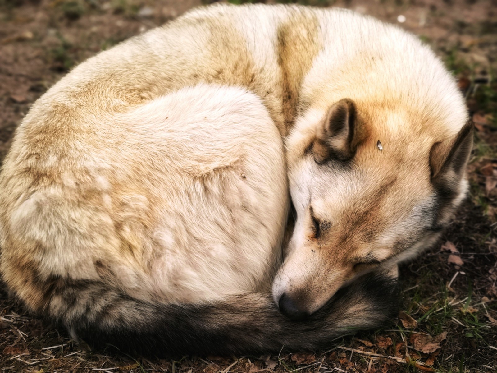 Good morning - My, Dog, Animals, Clew, Dream