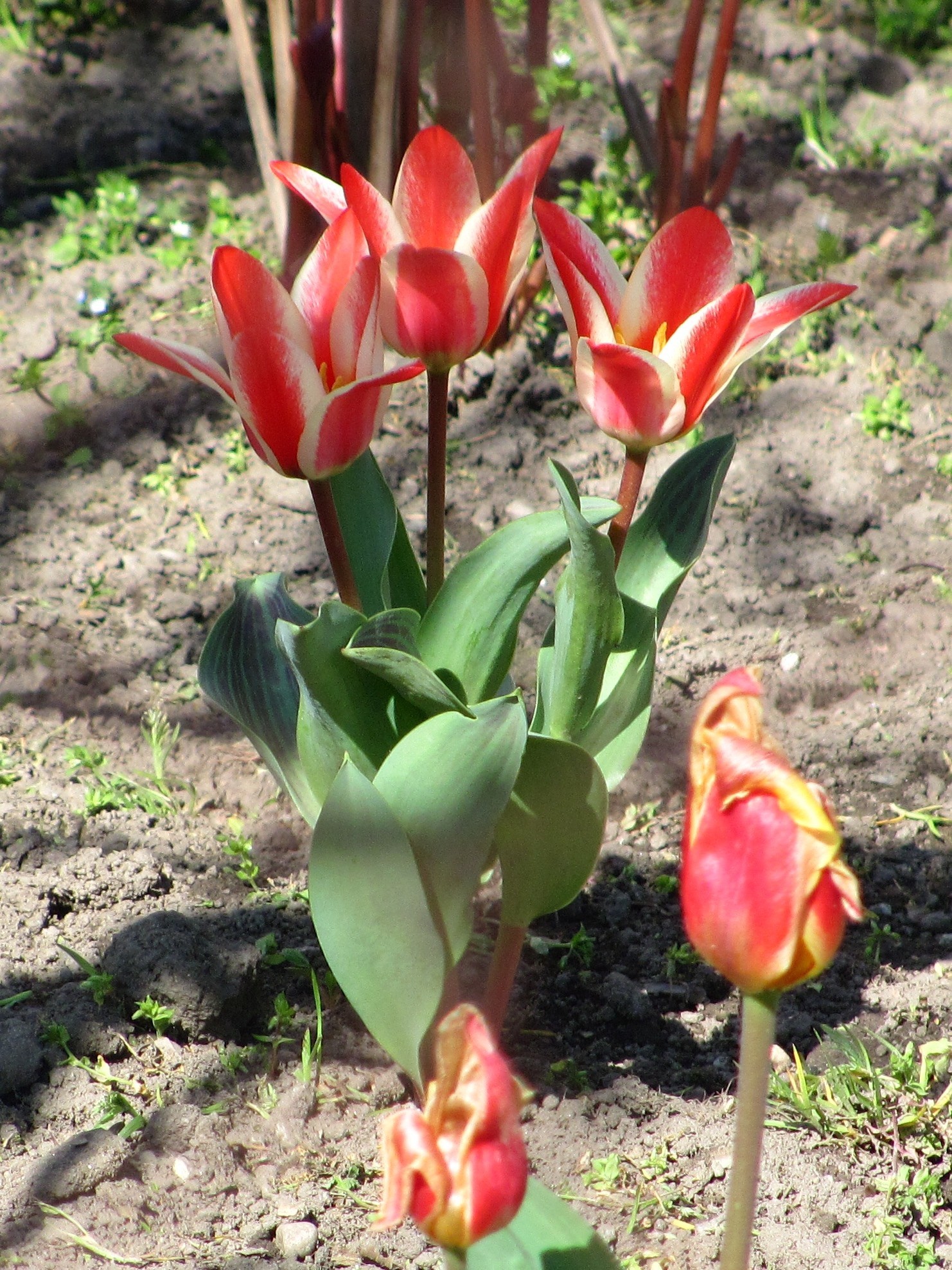 tulip paradise - My, Tulips, Bloom, Spring, Longpost