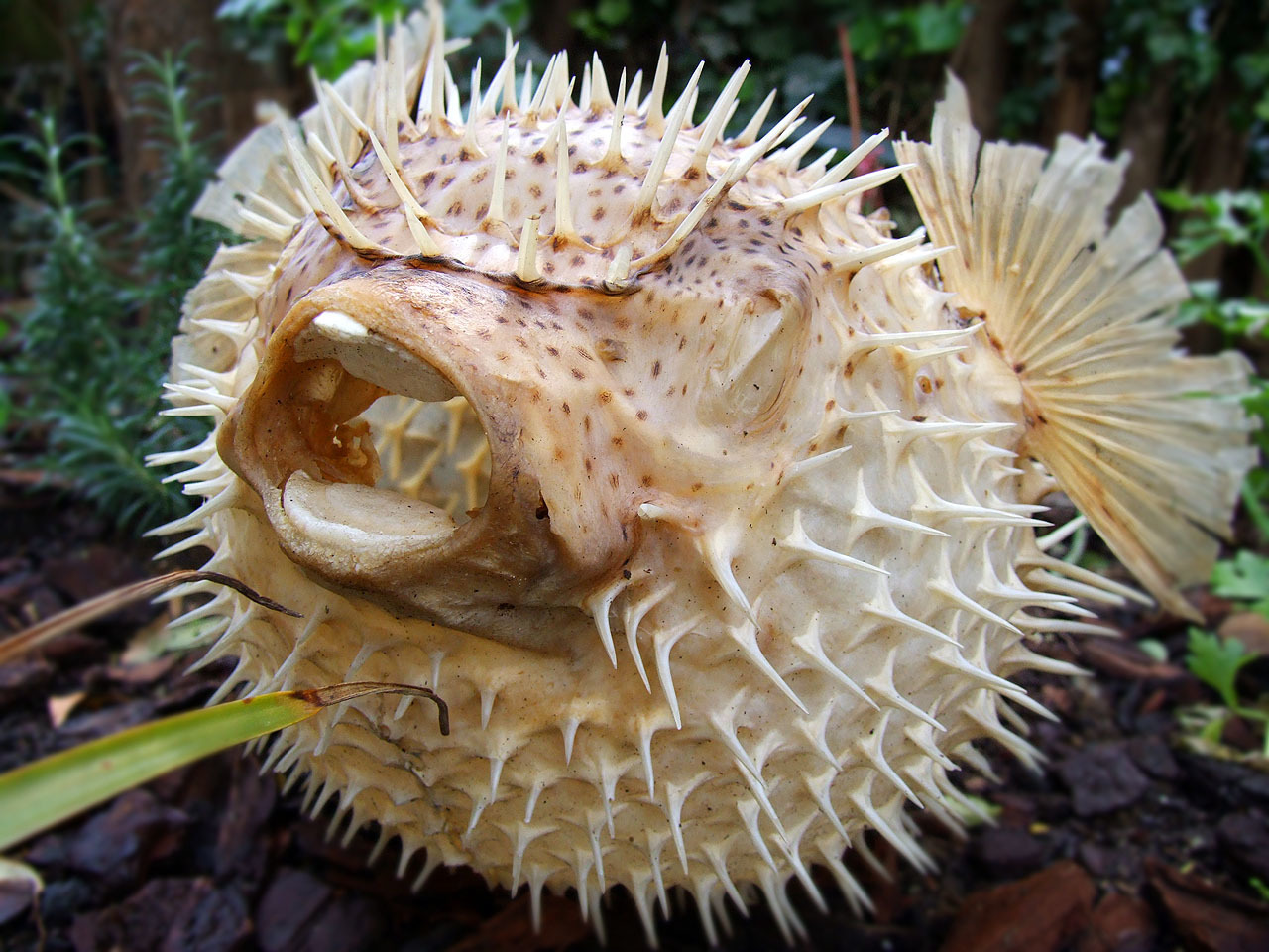 Fugu fish. - I, A fish, Cooking