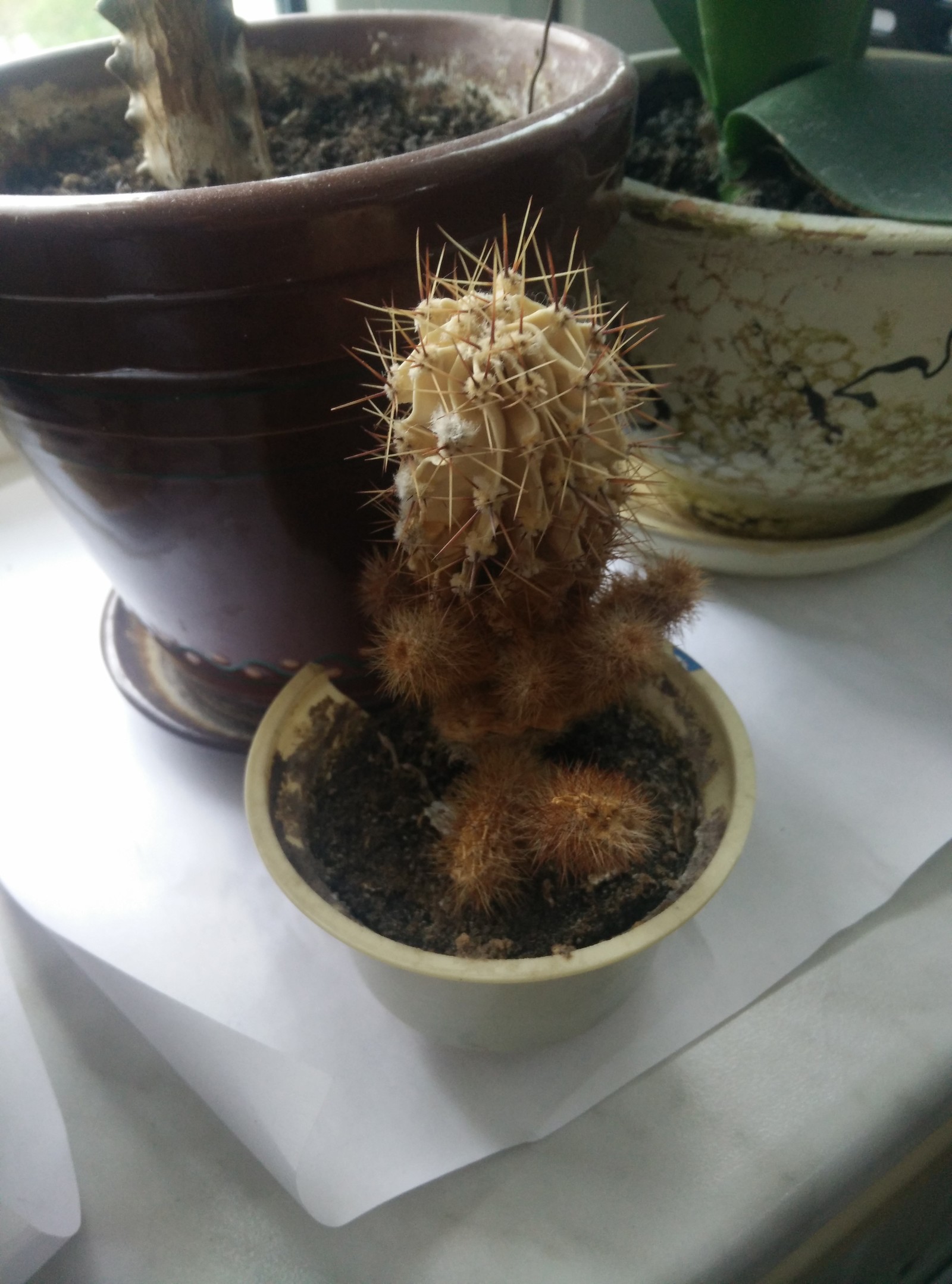 All cactus? - My, Cactus, , Longpost, Withered